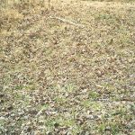 February Game Camera Study