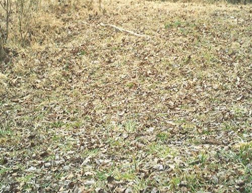 February 2026 Game Camera Study