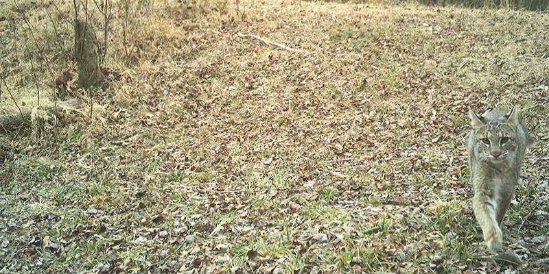 February Game Camera Study