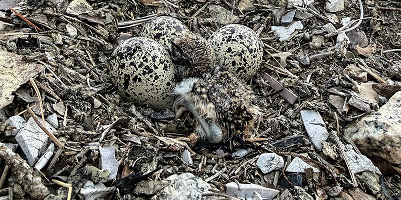 Killdeer Nest
