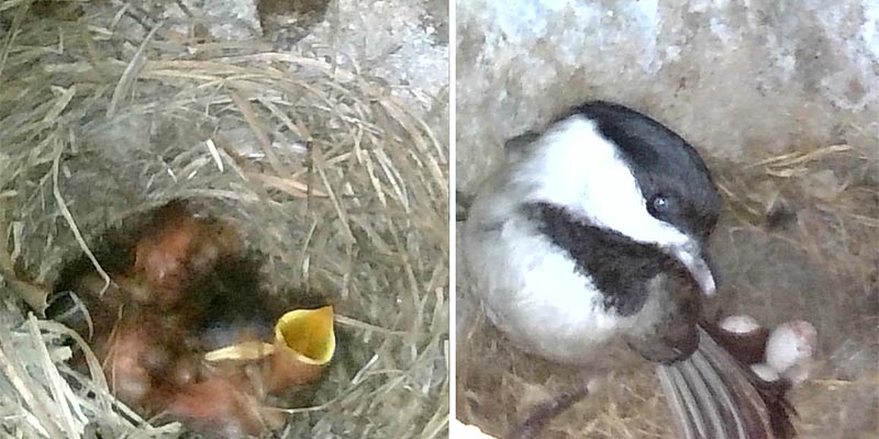 Endoscope nest box images.