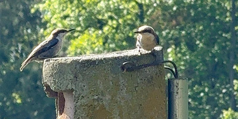 Nuthatches
