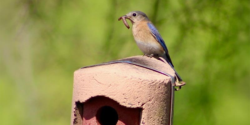Bluebird With Worm