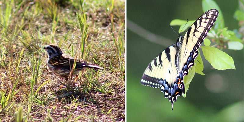 A Sparrow and a Swallowtail