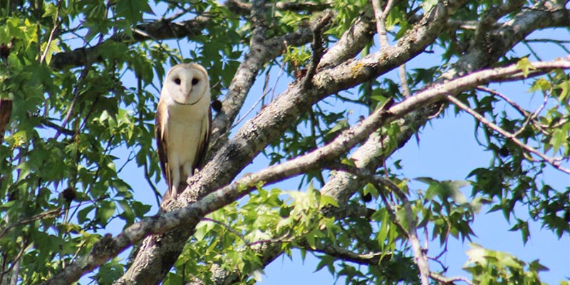 Barn Owl in a Tree
