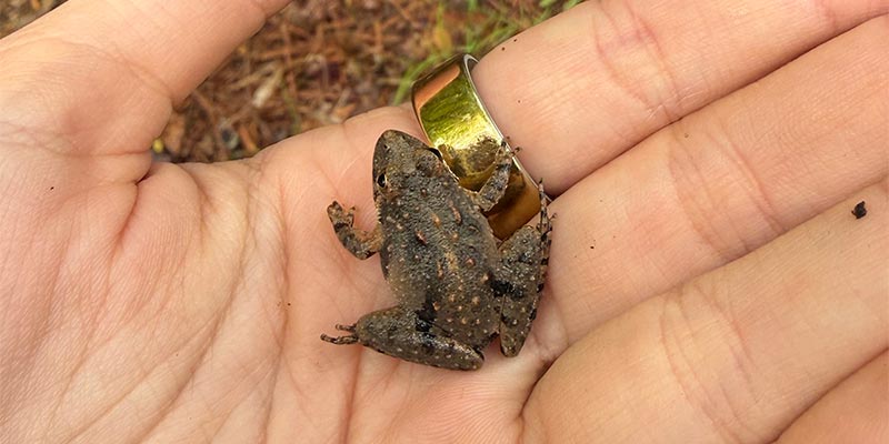 Cricket Frog