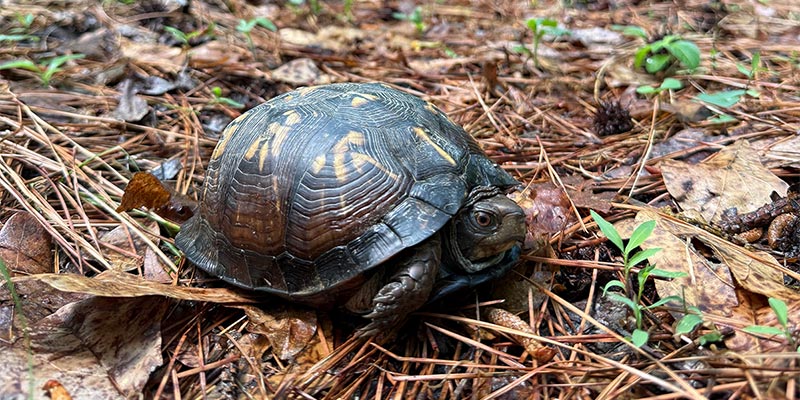 Box Turtle
