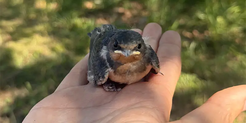 Barn Swallow