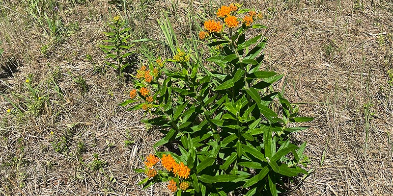 Butterfly weed
