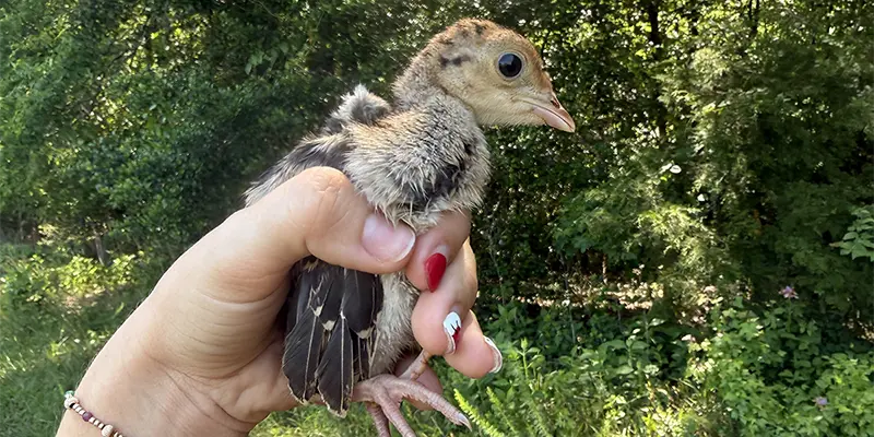 A baby turkey.