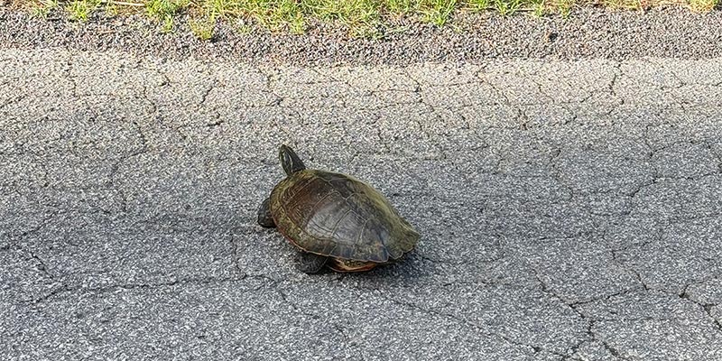 Turtle Crossing