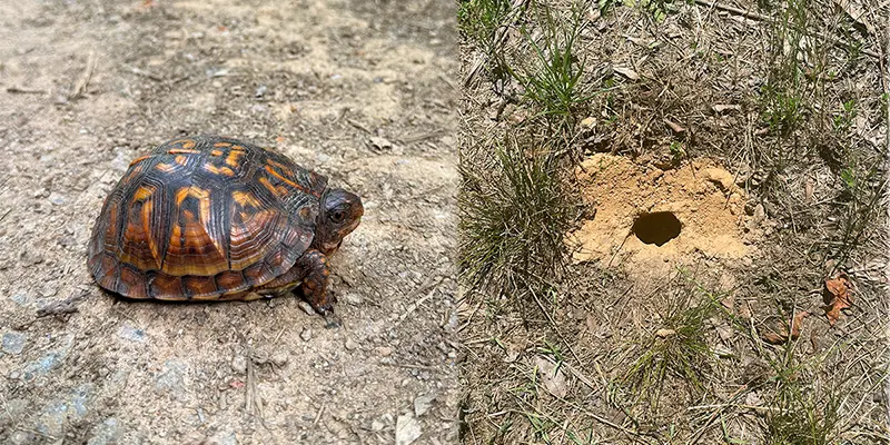 Box Turtle