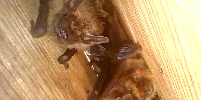 Bats