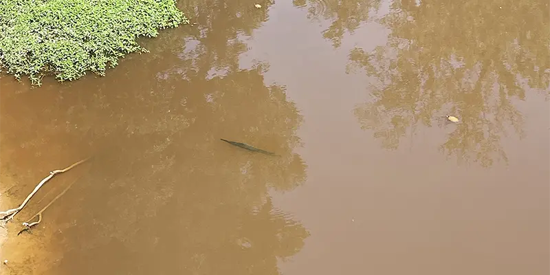 A Longnose Gar.