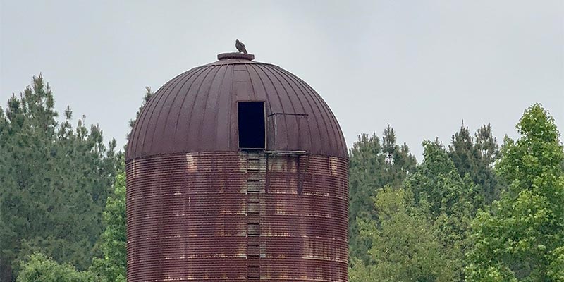 Turkey Vulture