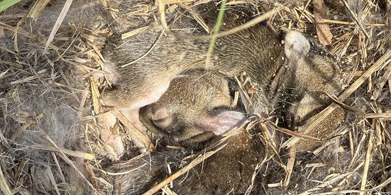 Two young Eastern Cottontails 