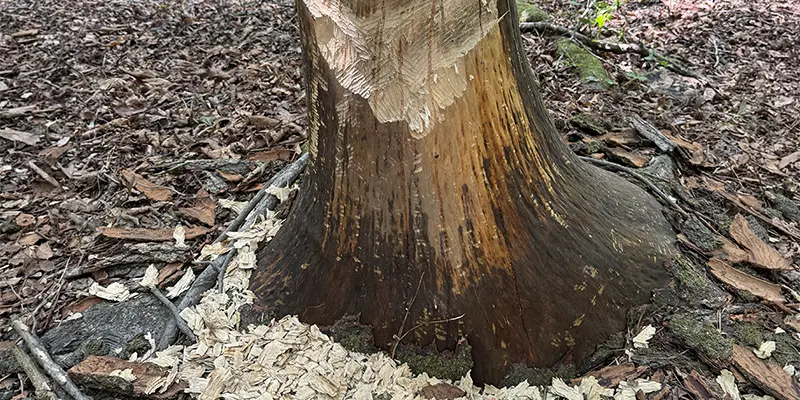 Fresh American Beaver 