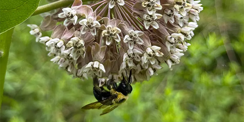 Eastern Carpentar Bee