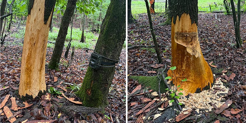 Beaver Dam