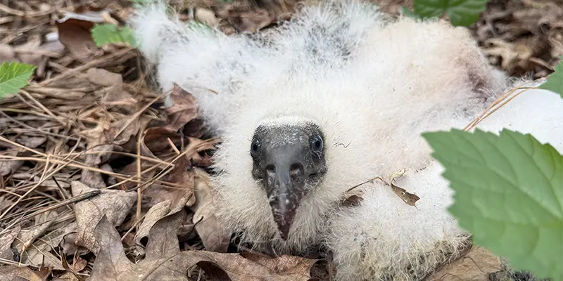An injured juvenile Turkey Vulture.