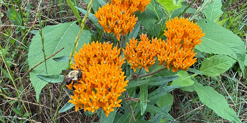 Bee on Butterfly Weed