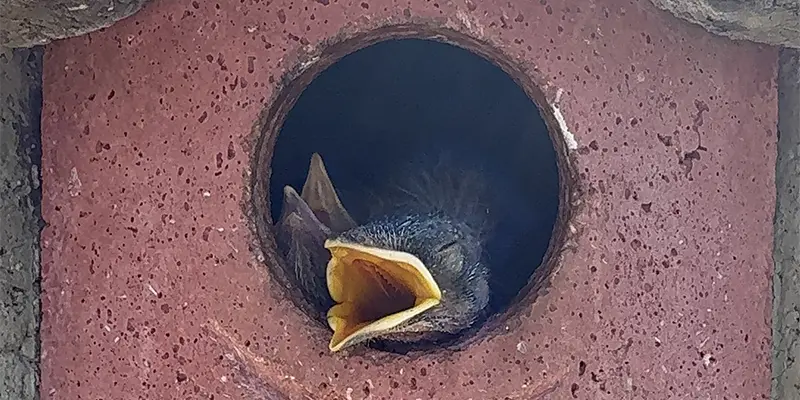 Eastern Bluebird