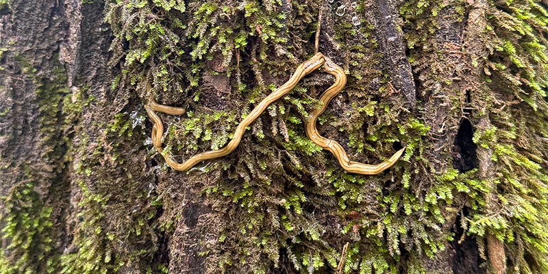 Hammered Worm