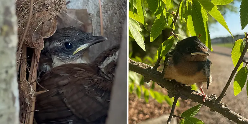 Carolina Wrens 