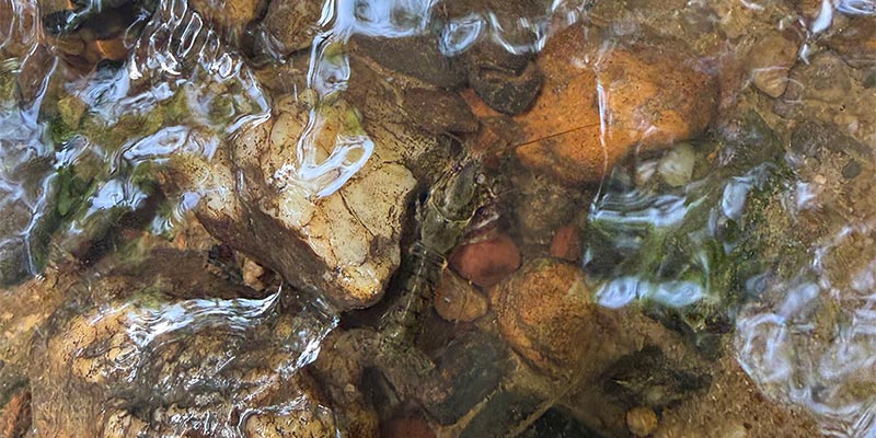 Crayfish!