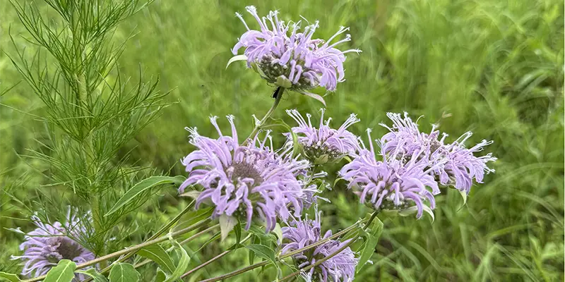 Wild Bergamot
