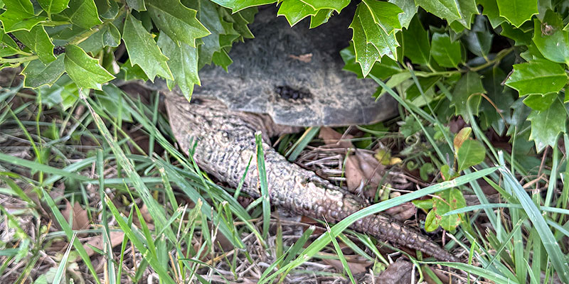 Alt text - Caption is in caption of image property.