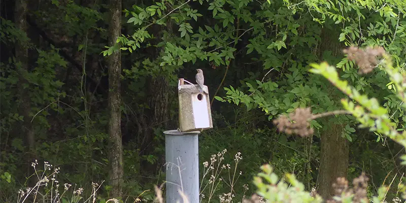 An Eastern Bluebird