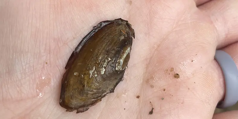An Eastern Elliptio