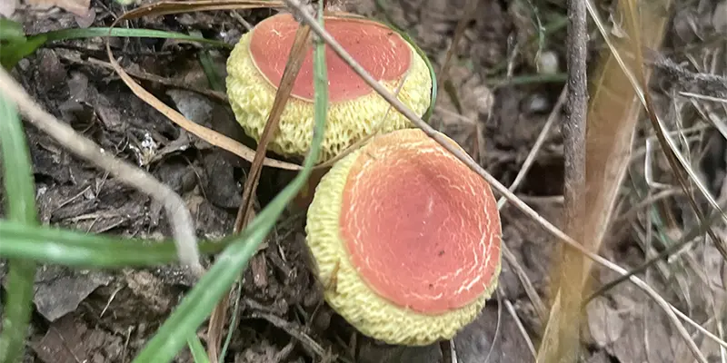 A young Bicolor Bolete