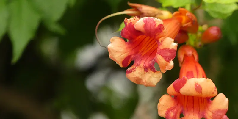 Trumpet Creeper (Campsis radicans)