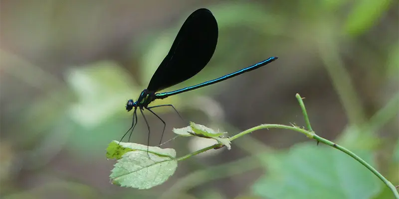 An Ebony Jewelwing (Calopteryx maculata)