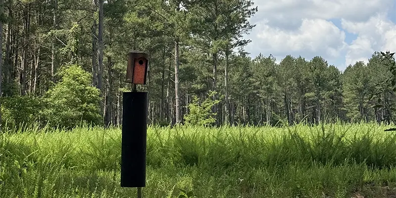 The beauty of Carolina Wildlands.