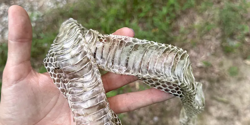 A large snake shed was discovered near one of the wooden sculptures.