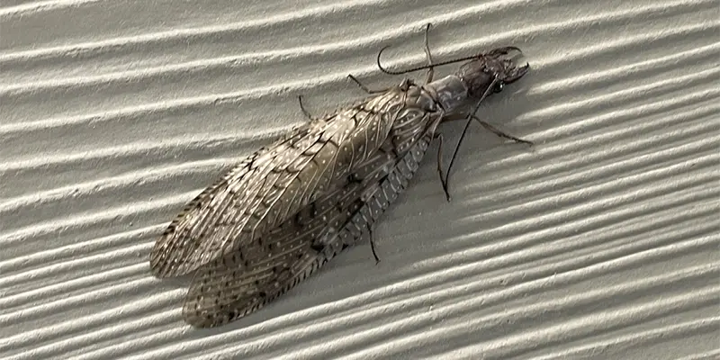 A large Eastern Dobsonfly