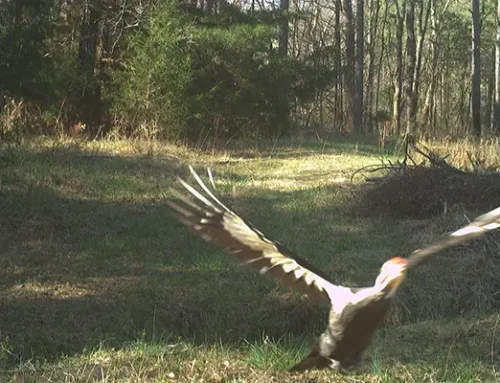 March 2026 Game Camera Study