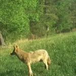 April 2026 Game Camera Study