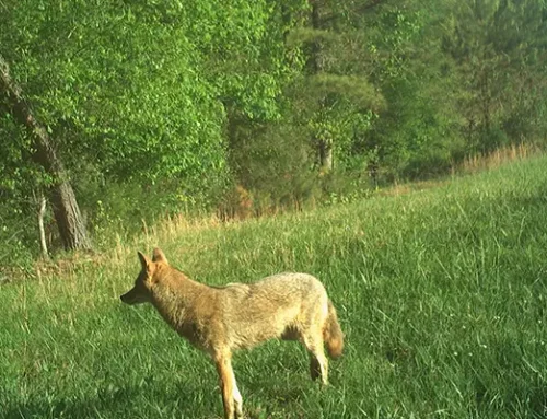 April 2026 Game Camera Study