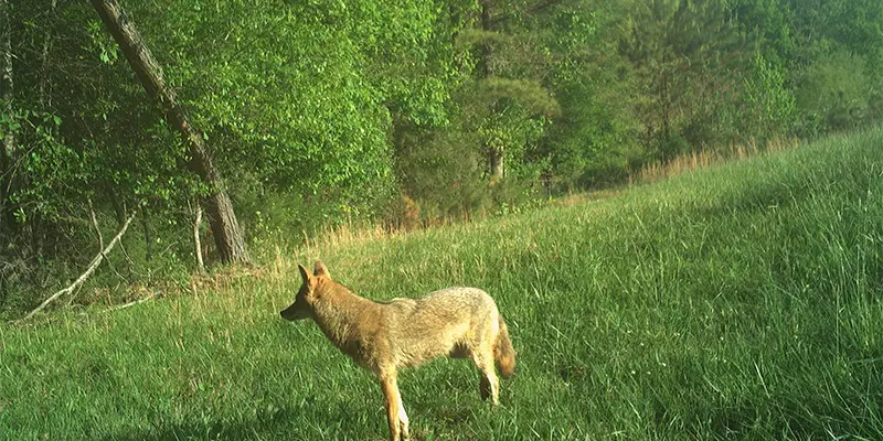 April 2026 Game Camera Study