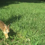 June 2026 Game Camera Study
