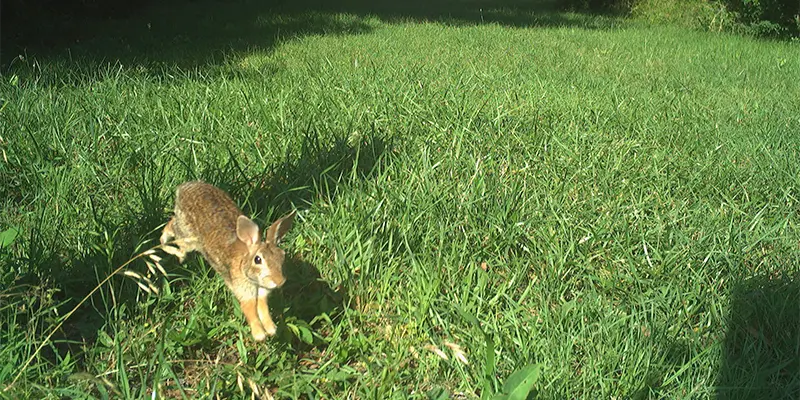 June 2026 Game Camera Study