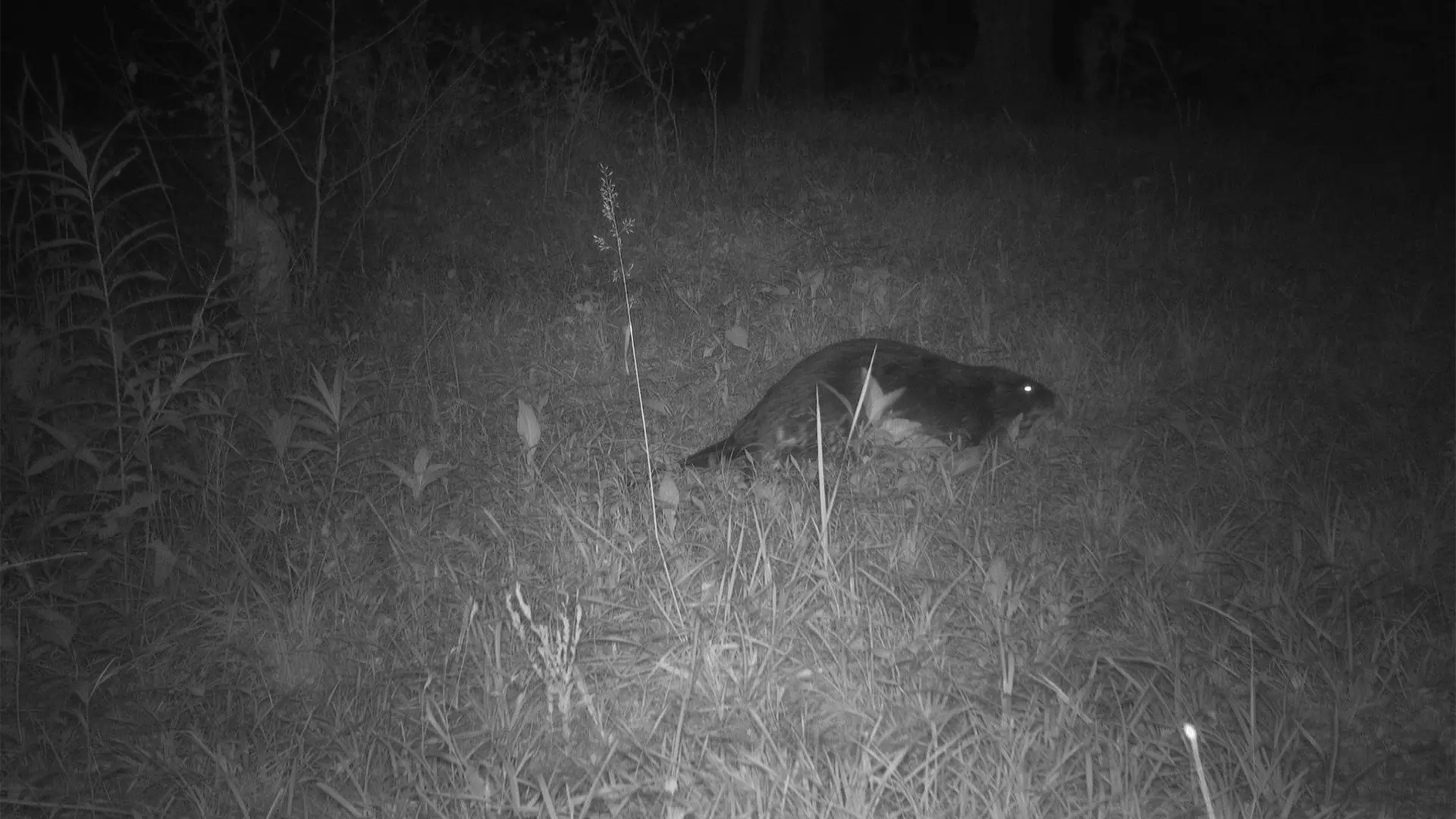 260616-M15-Otter-037