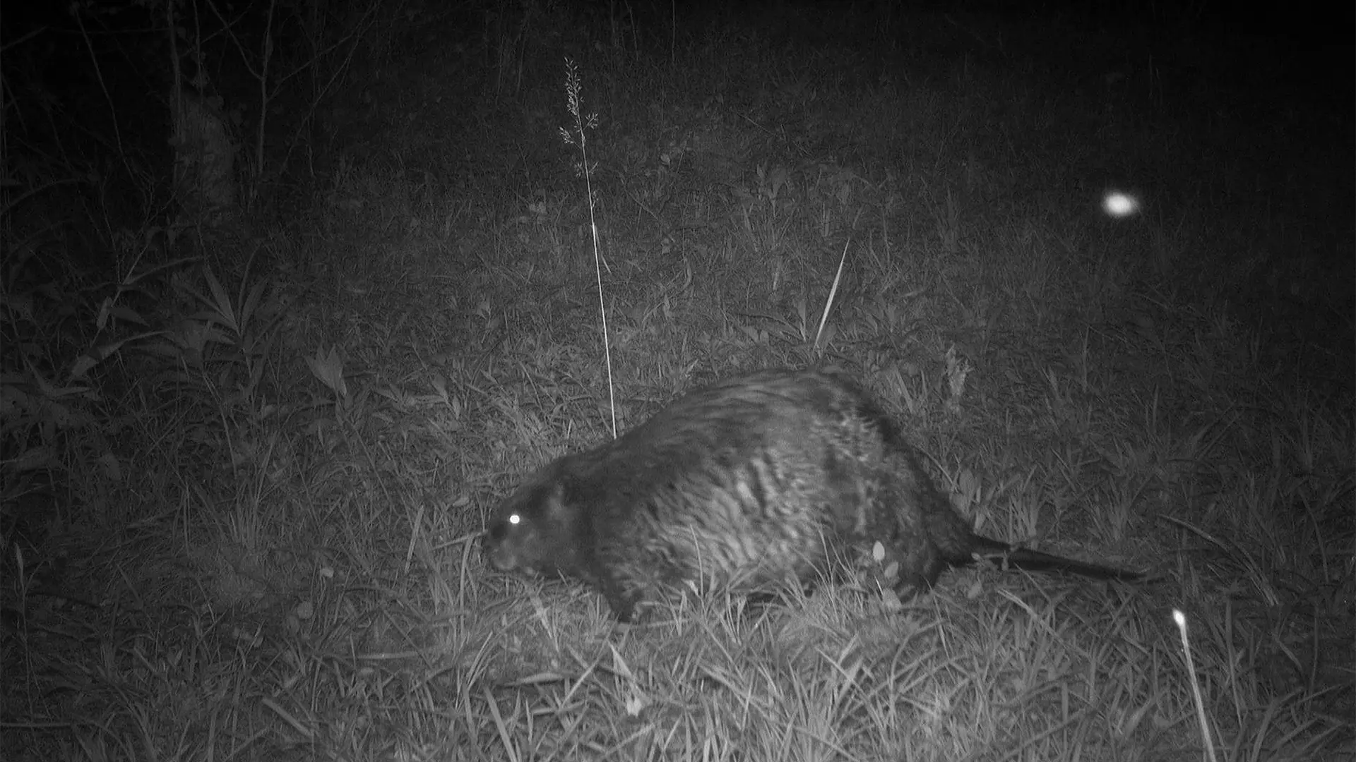 260623-M15-Otter-039