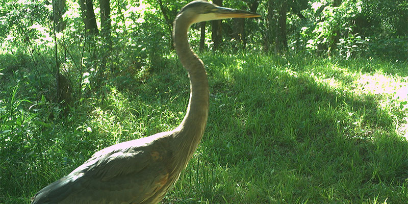May 2026 Game Camera Featured Image