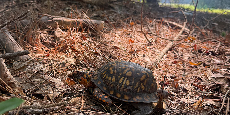 Box Turtle Box Turtle