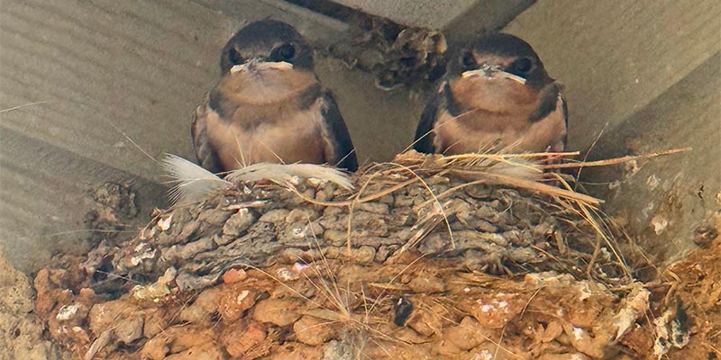 Barn Swallows Barn Swallows
